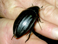 Hydrophilus piceus